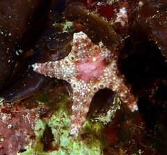 Neoferdina cumingi