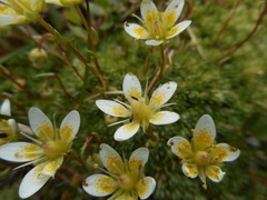 Saxifraga bryoides