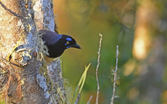 Cyanocorax affinis
