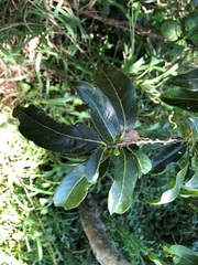 Casearia multinervosa