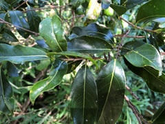 Casearia multinervosa