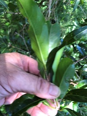 Casearia multinervosa