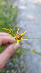 Anthocercis ilicifolia