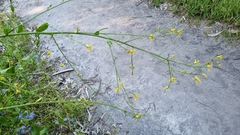 Anthocercis ilicifolia