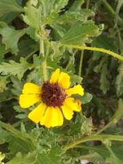 Encelia laciniata