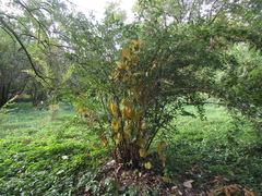 Menispermum dauricum