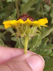 Encelia laciniata