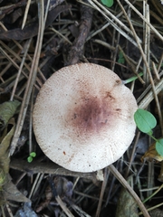 Leucoagaricus pilatianus