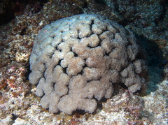 Fimbriaphyllia ancora