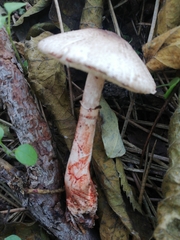 Leucoagaricus pilatianus