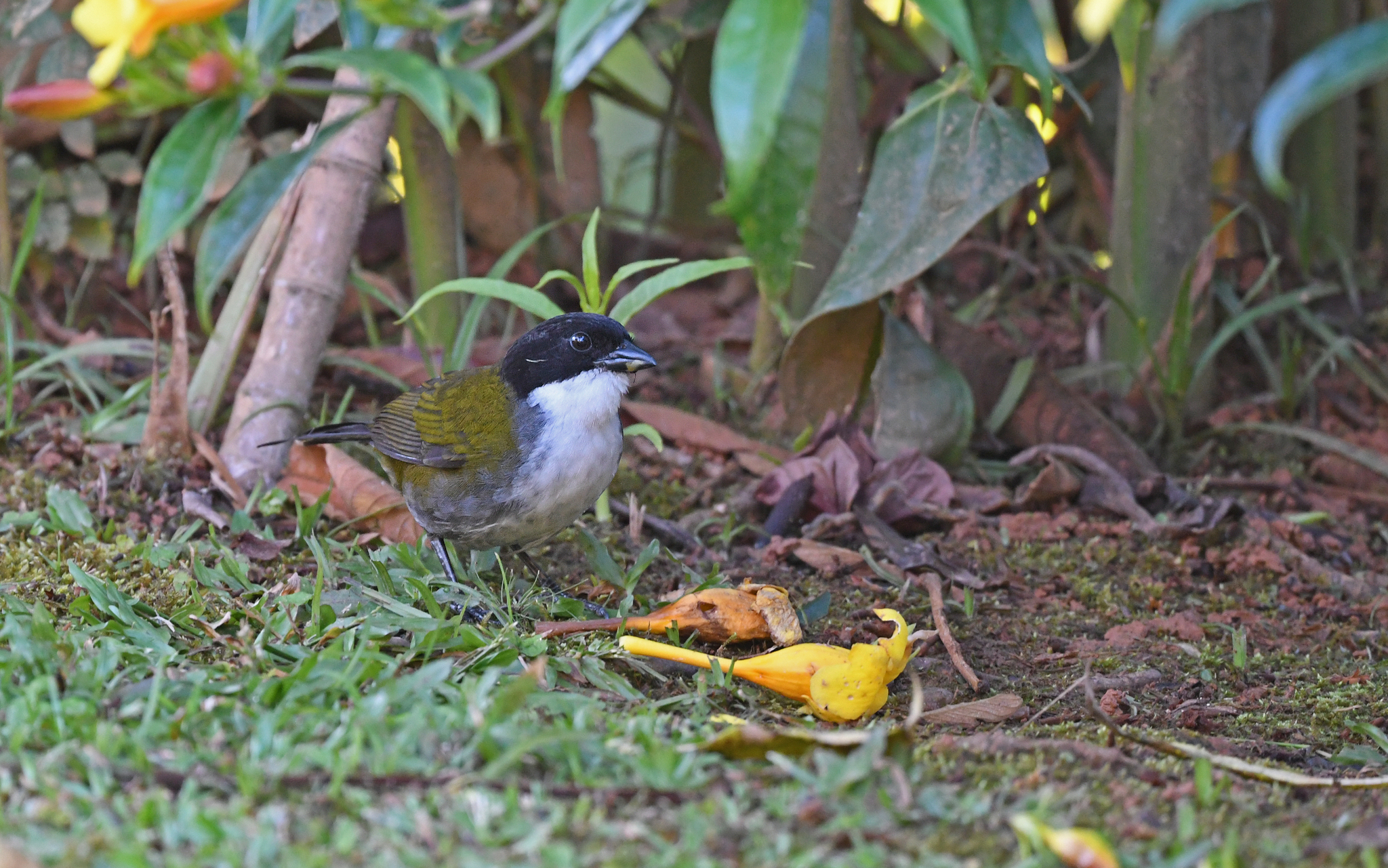 Black-headed Brushfinch (Arremon atricapillus), photo 2