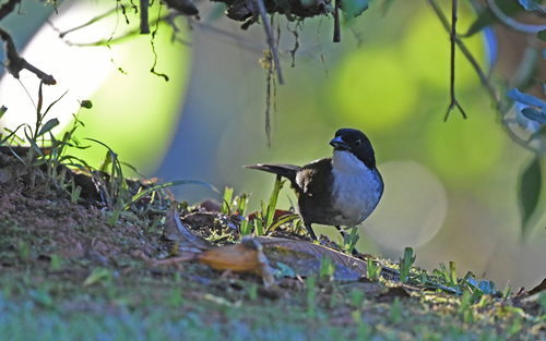 Black-headed Brushfinch (Arremon atricapillus)