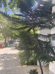 Araucaria