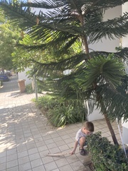 Araucaria