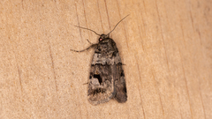 Thoracolopha flexirena