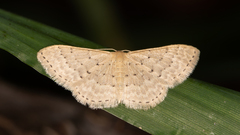 Idaea philocosma