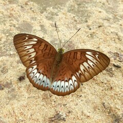 Tanaecia pelea
