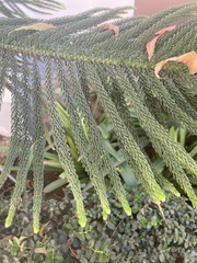 Araucaria