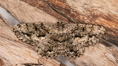 Hypomecis externaria