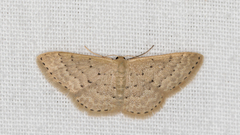 Idaea philocosma
