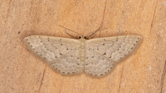 Idaea philocosma