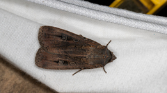 Agrotis infusa