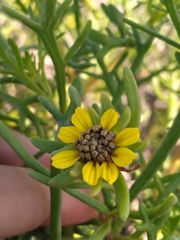 Encelia ventorum