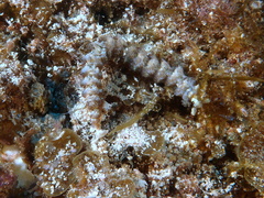 Pteraeolidia semperi