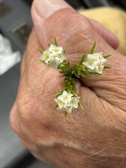 Lachnaea densiflora