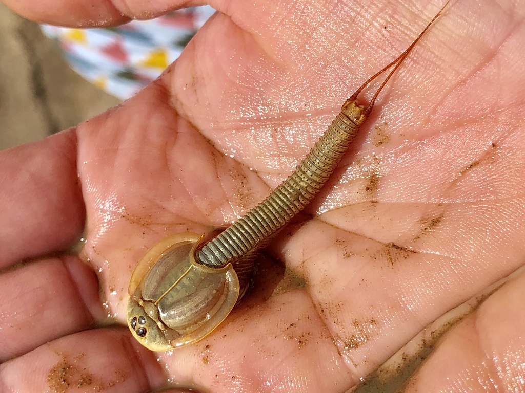 Triops Gender Triops