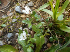 Cardamine resedifolia