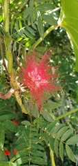 Calliandra