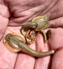 Triops granarius