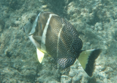 Acanthurus guttatus