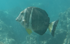 Acanthurus guttatus