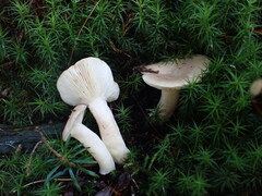 Lactarius albocarneus