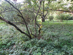 Menispermum dauricum