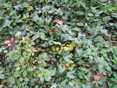 Menispermum dauricum