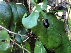Plectonycha correntina