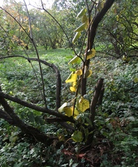 Menispermum dauricum