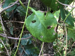 Plectonycha correntina