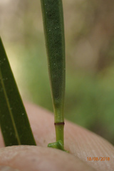 Veronica stenophylla