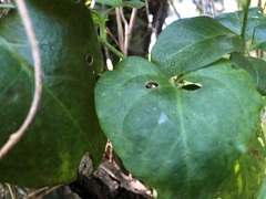 Plectonycha correntina