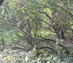 Menispermum dauricum