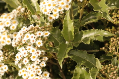 Olearia ilicifolia