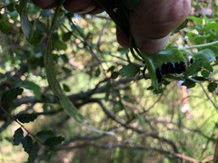 Plectonycha correntina