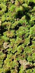 Azolla