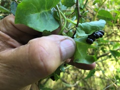 Plectonycha correntina