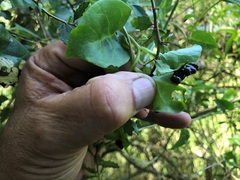 Plectonycha correntina