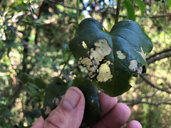 Plectonycha correntina